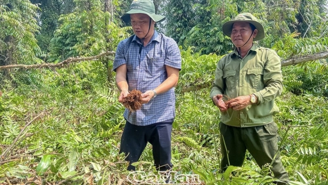 Cà Mau: Quyết tâm bảo vệ rừng