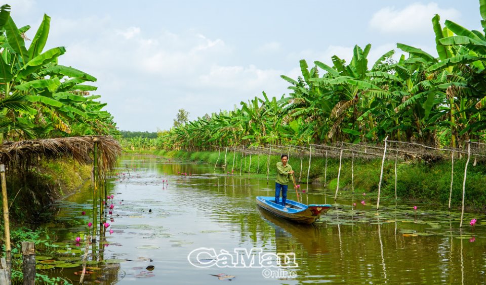 Cà Mau: Sinh kế mới cho cư dân rừng tràm