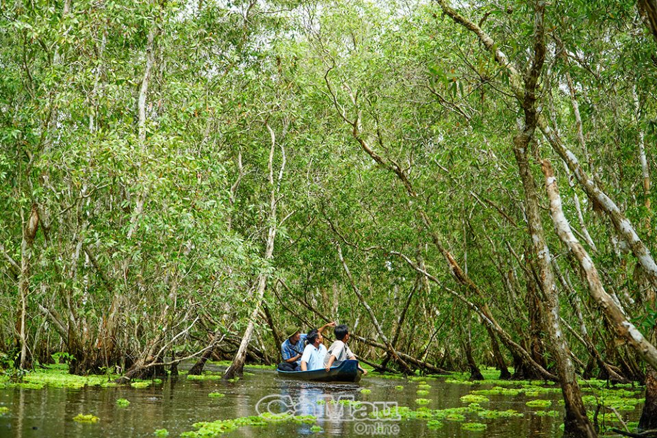 Cà Mau: Sinh kế mới cho cư dân rừng tràm