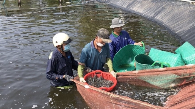 Cà Mau: Lợi nhuận hài hòa, rủi ro chia sẻ