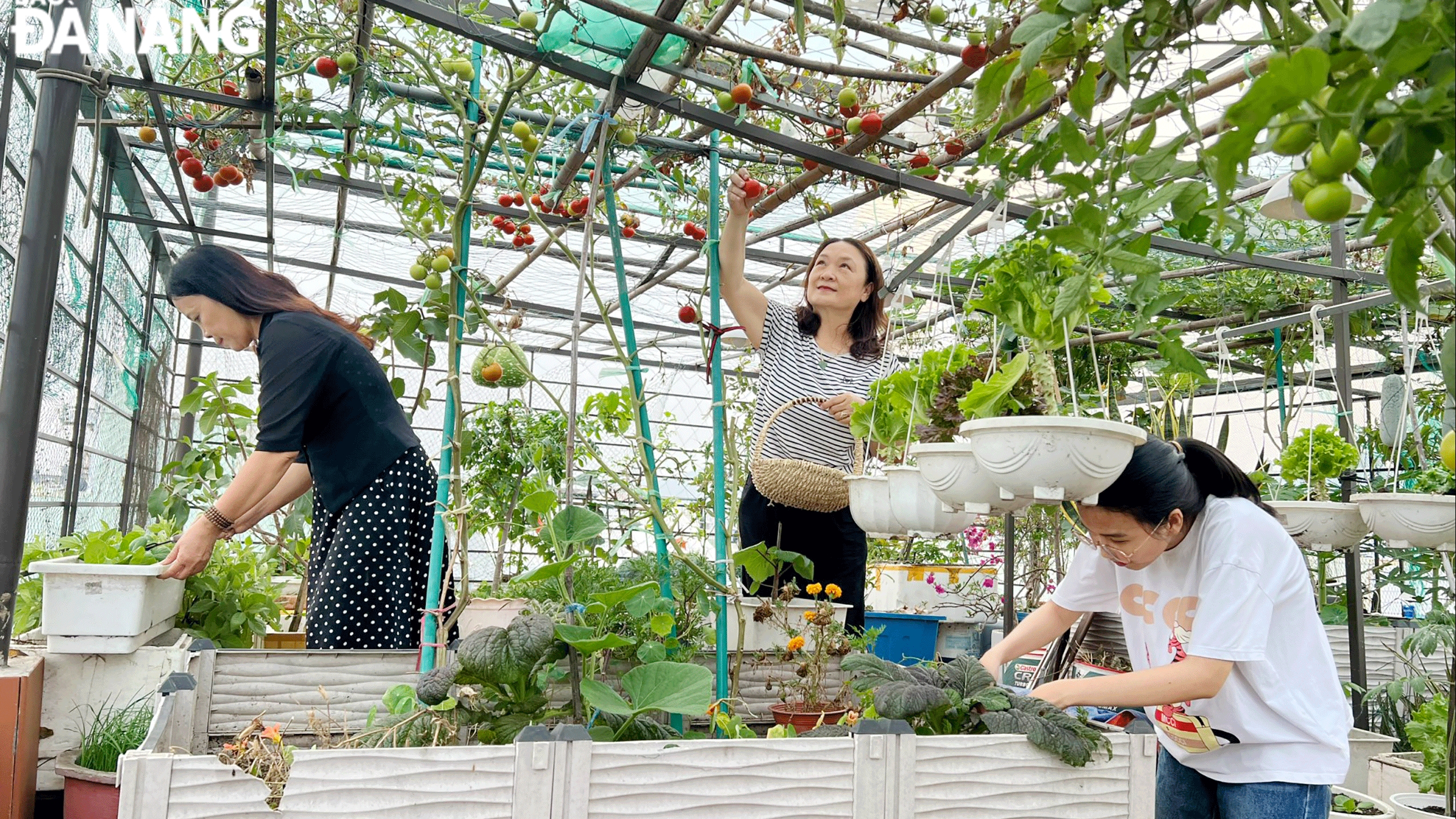 Đà Nẵng: Phát triển nông nghiệp xanh trên không gian đô thị