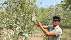 An Giang: Thanh niên Khmer với dự án nông nghiệp tuần hoàn
