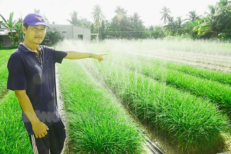 Bến Tre: Nhuận Phú Tân duy trì và phát triển nghề trồng hẹ
