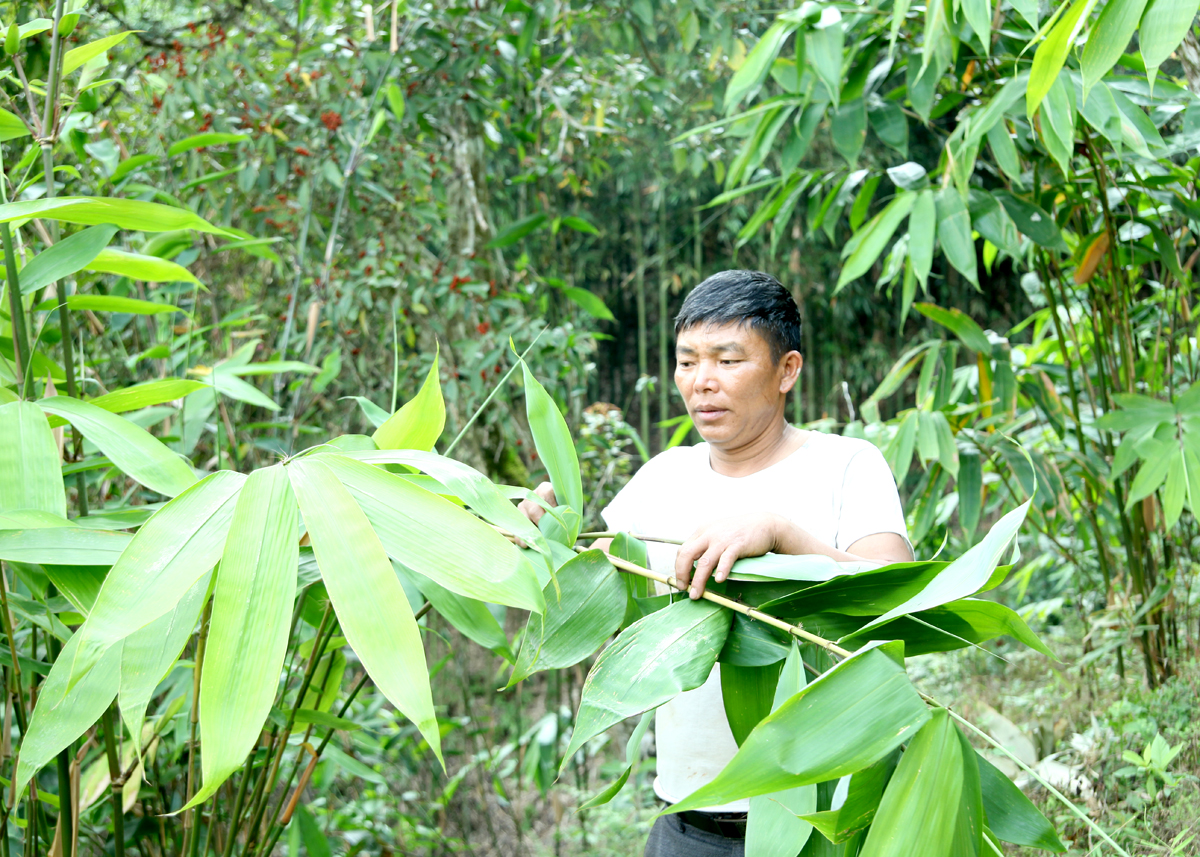 Hà Giang: Ngam La với các mô hình kinh tế mới Hà Giang: Ngam La với các mô hình kinh tế mới