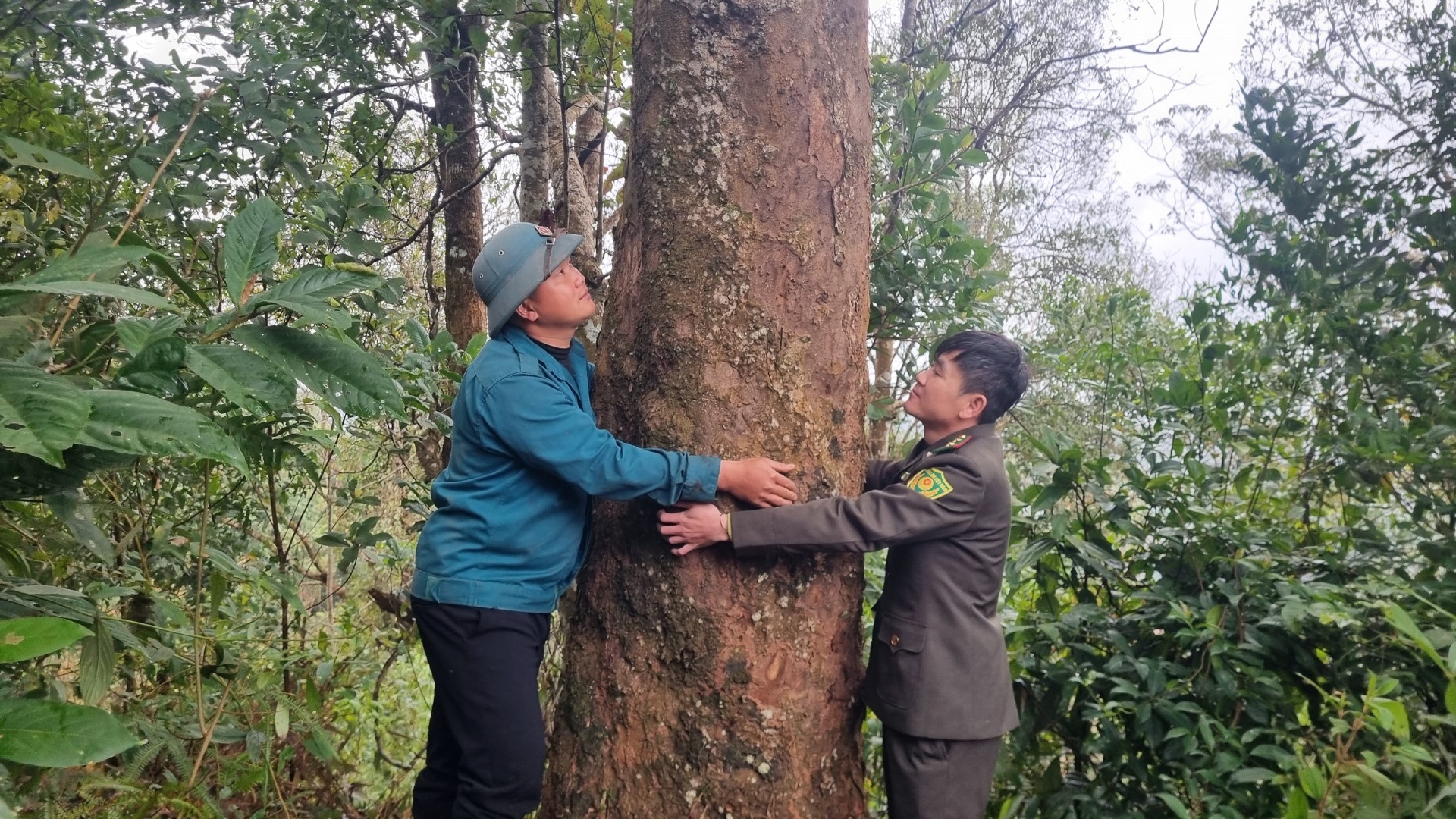 Lai Châu: Anh Lềnh giữ rừng