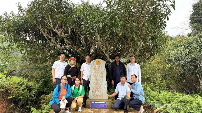 Tuyên Quang: Đánh giá hiệu quả Dự án bảo tồn chè Shan tuyết tại xã Cao Bồ