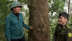 Lai Châu: Anh Lềnh giữ rừng