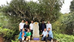 Tuyên Quang: Đánh giá hiệu quả Dự án bảo tồn chè Shan tuyết tại xã Cao Bồ