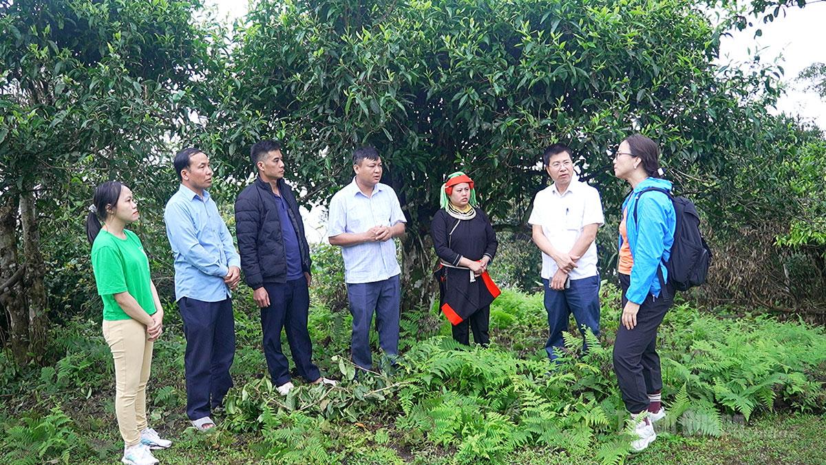Tuyên Quang: Đánh giá hiệu quả Dự án bảo tồn chè Shan tuyết tại xã Cao Bồ