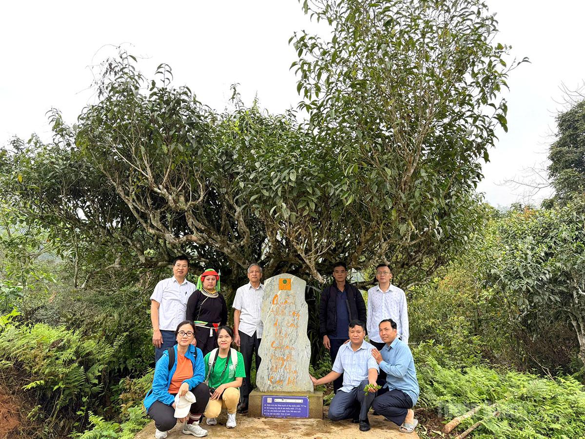 Tuyên Quang: Đánh giá hiệu quả Dự án bảo tồn chè Shan tuyết tại xã Cao Bồ