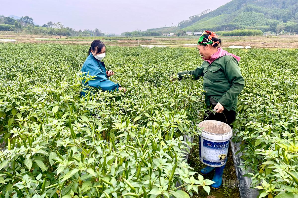 Tuyên Quang: Làm giàu từ trồng ớt ở Liên Minh 2