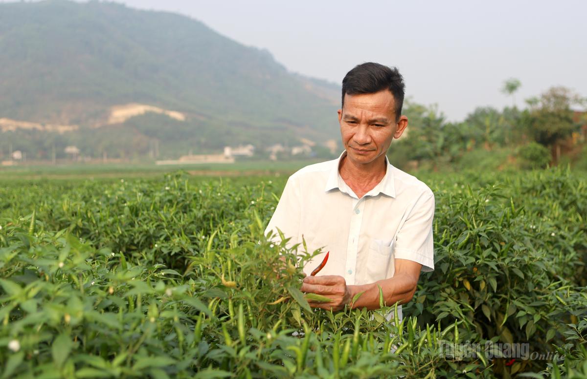 Tuyên Quang: Làm giàu từ trồng ớt ở Liên Minh 2