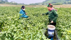 Tuyên Quang: Làm giàu từ trồng ớt ở Liên Minh 2