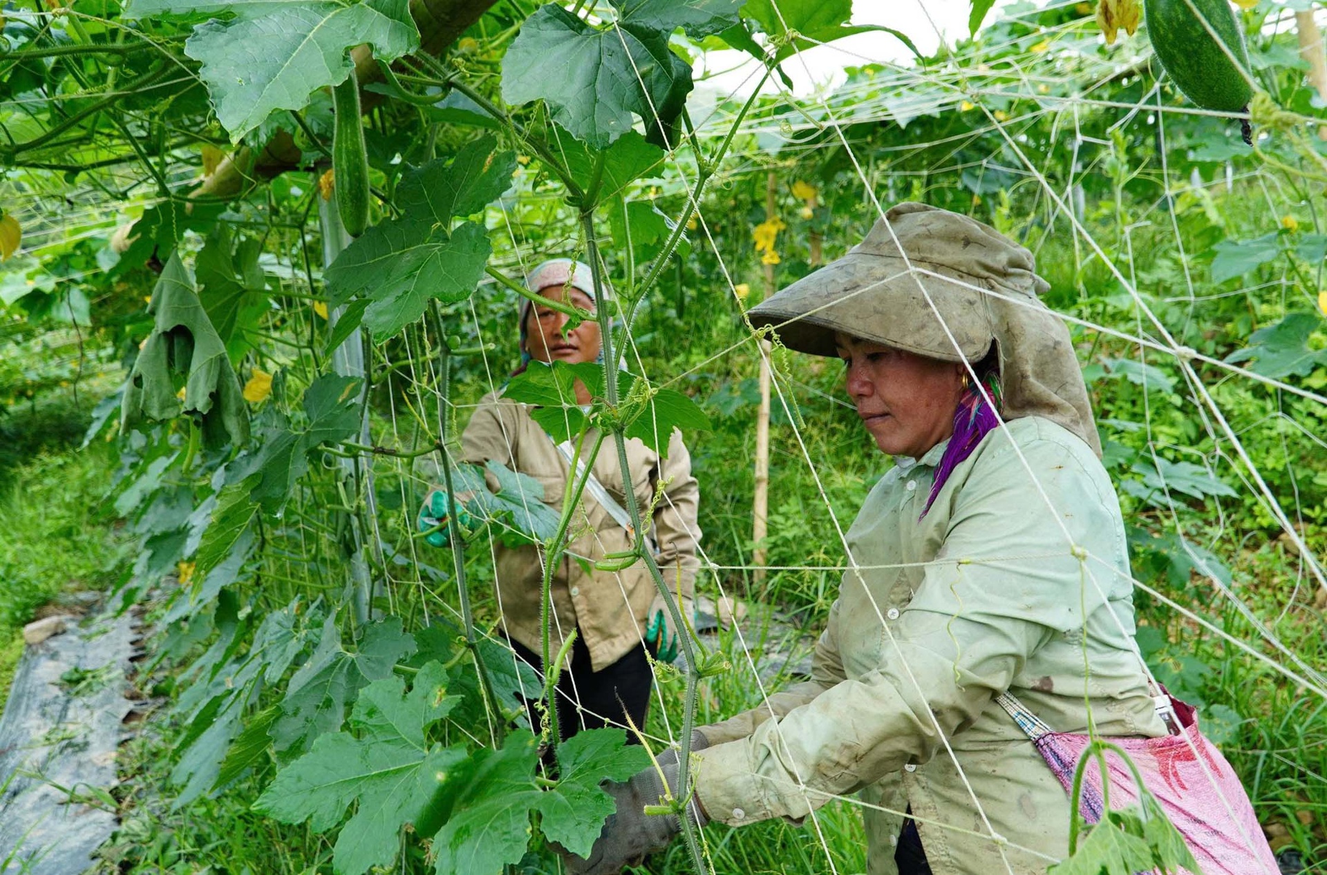 Lai Châu: Đồng hành cùng hợp tác xã phát triển Lai Châu: Đồng hành cùng hợp tác xã phát triển