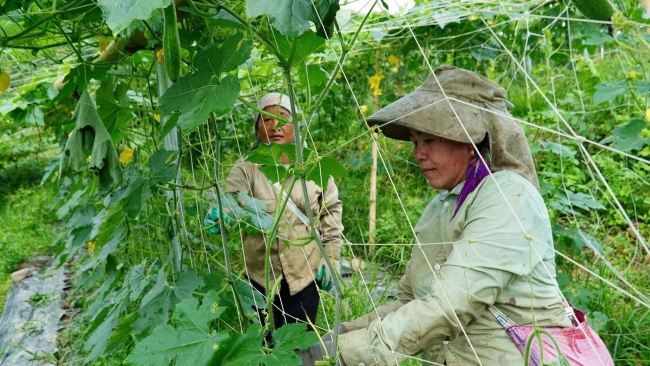 Lai Châu: Đồng hành cùng hợp tác xã phát triển