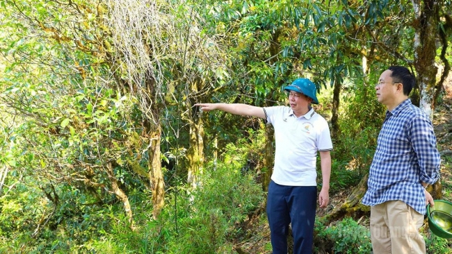 Tuyên Quang: Khảo sát, kết nối tiêu thụ chè Shan tuyết tại xã Hồ Thầu