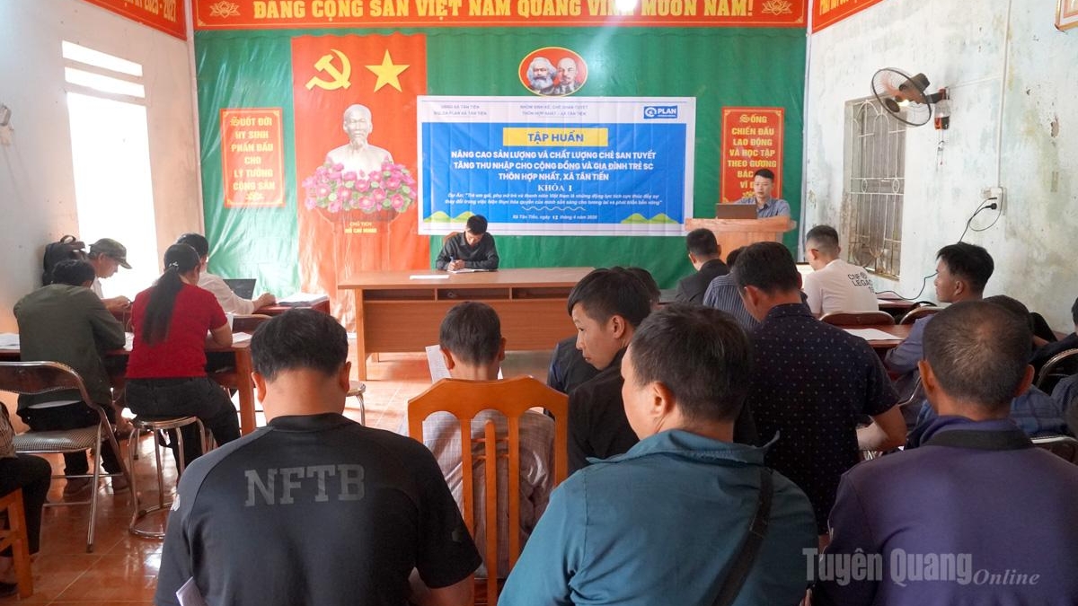 Tuyên Quang: Tân Tiến tập huấn nâng cao sản lượng, chất lượng chè Shan tuyết