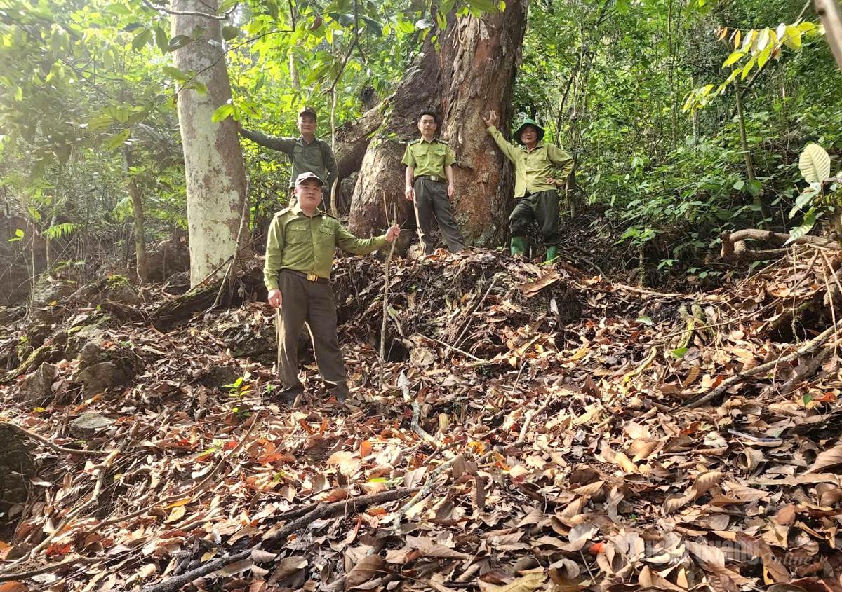 Tuyên Quang: 100% số xã báo động nguy cơ cháy rừng cấp nguy hiểm và cực kỳ nguy hiểm Tuyên Quang: 100% số xã báo động nguy cơ cháy rừng cấp nguy hiểm và cực kỳ nguy hiểm