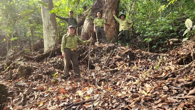Tuyên Quang: 100% số xã báo động nguy cơ cháy rừng cấp nguy hiểm và cực kỳ nguy hiểm