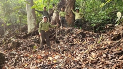 Tuyên Quang: 100% số xã báo động nguy cơ cháy rừng cấp nguy hiểm và cực kỳ nguy hiểm