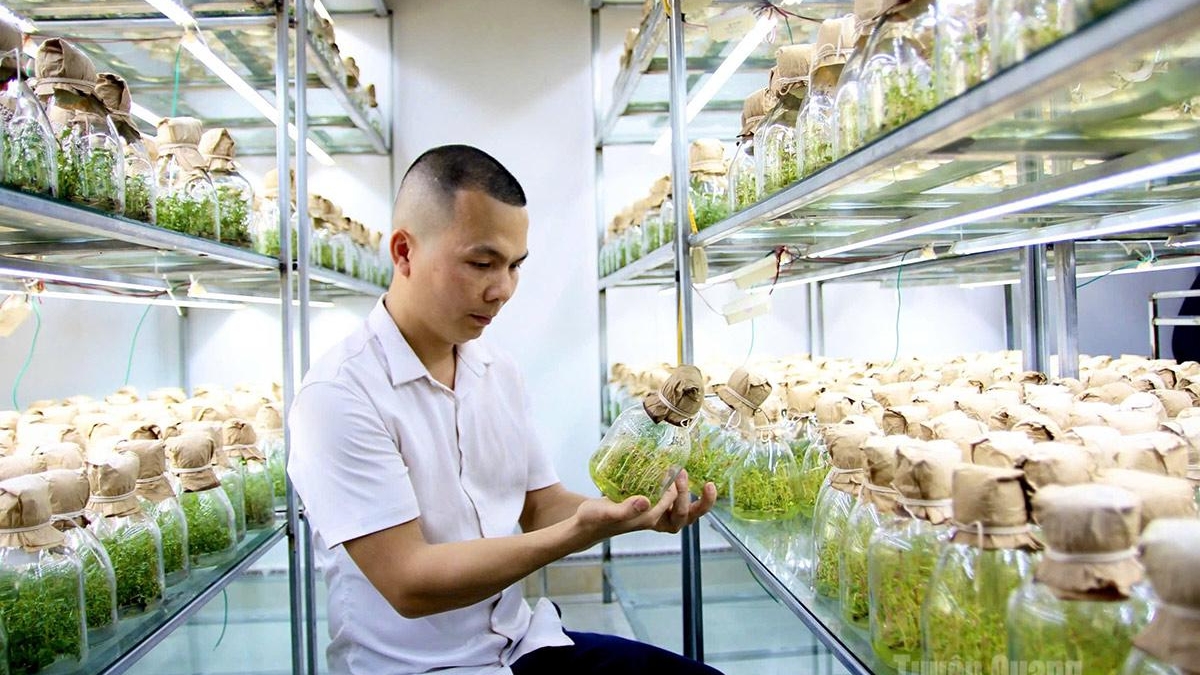 Tuyên Quang: Người ươm mầm xanh