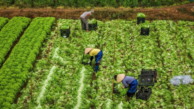 Lâm Đồng: Gam màu sáng từ “trụ đỡ” nông nghiệp