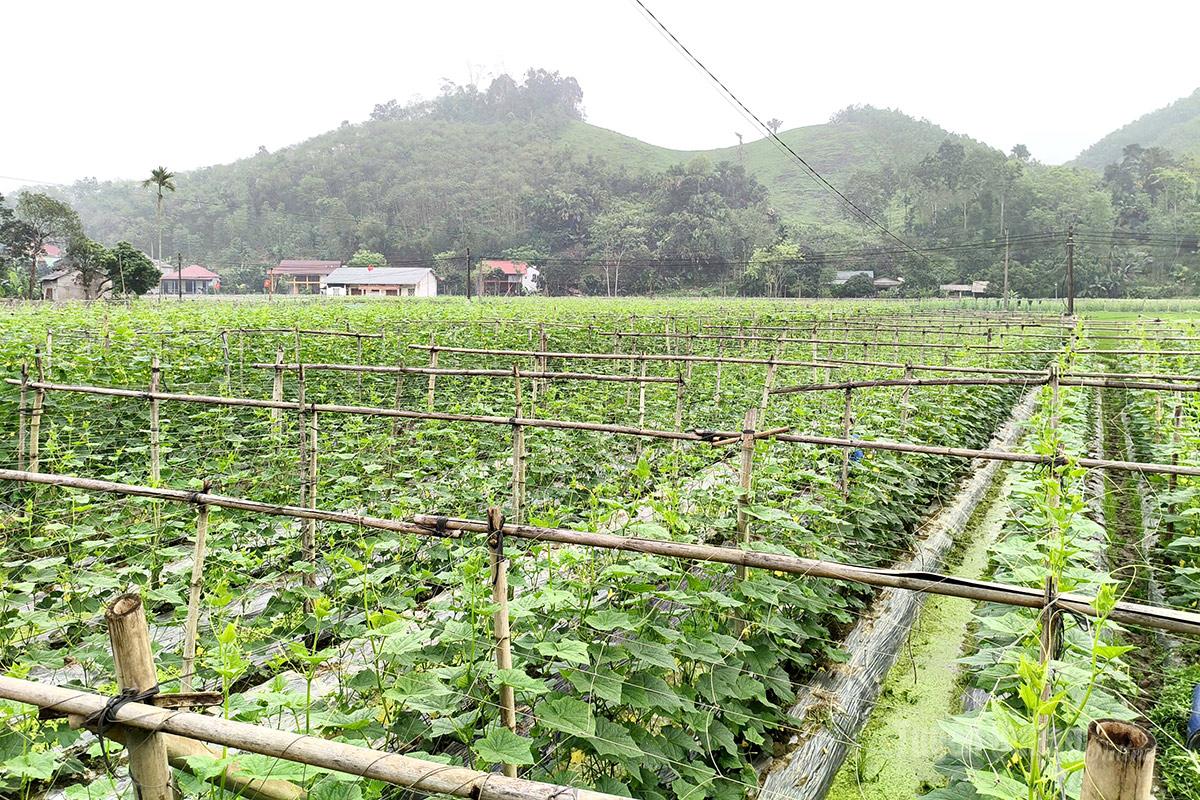 Tuyên Quang: Tân Mỹ trồng dưa chuột theo hướng liên kết