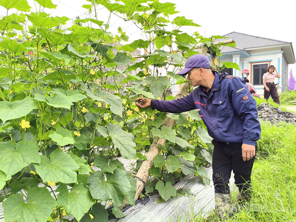 Tuyên Quang: Tân Mỹ trồng dưa chuột theo hướng liên kết