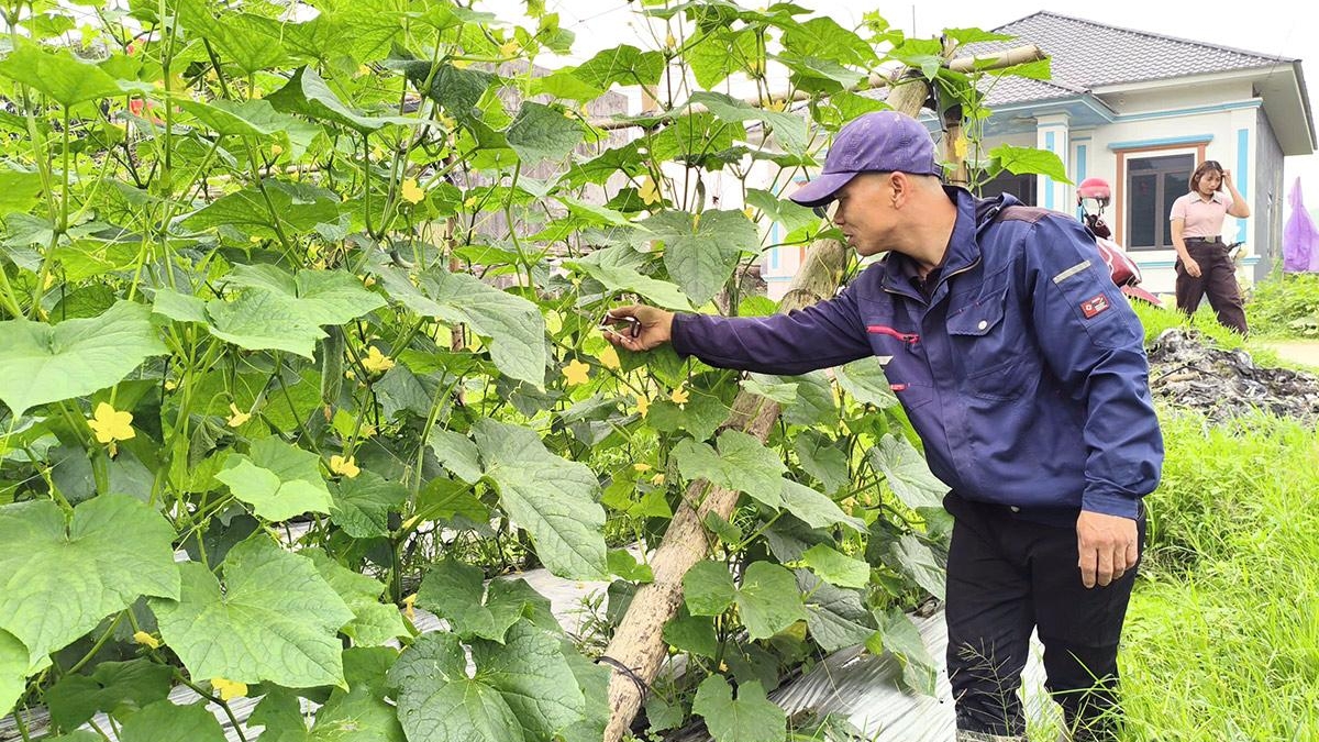 Tuyên Quang: Tân Mỹ trồng dưa chuột theo hướng liên kết