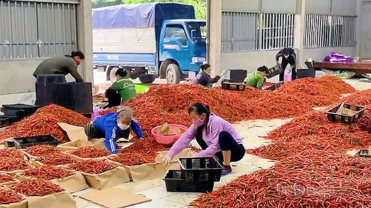 Tuyên Quang: Trồng ớt ở Sơn Thủy