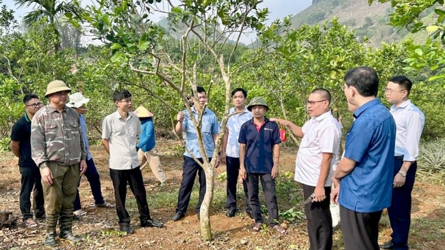 Tuyên Quang: Thí điểm ghép giống cam rốn lồi