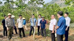 Tuyên Quang: Thí điểm ghép giống cam rốn lồi