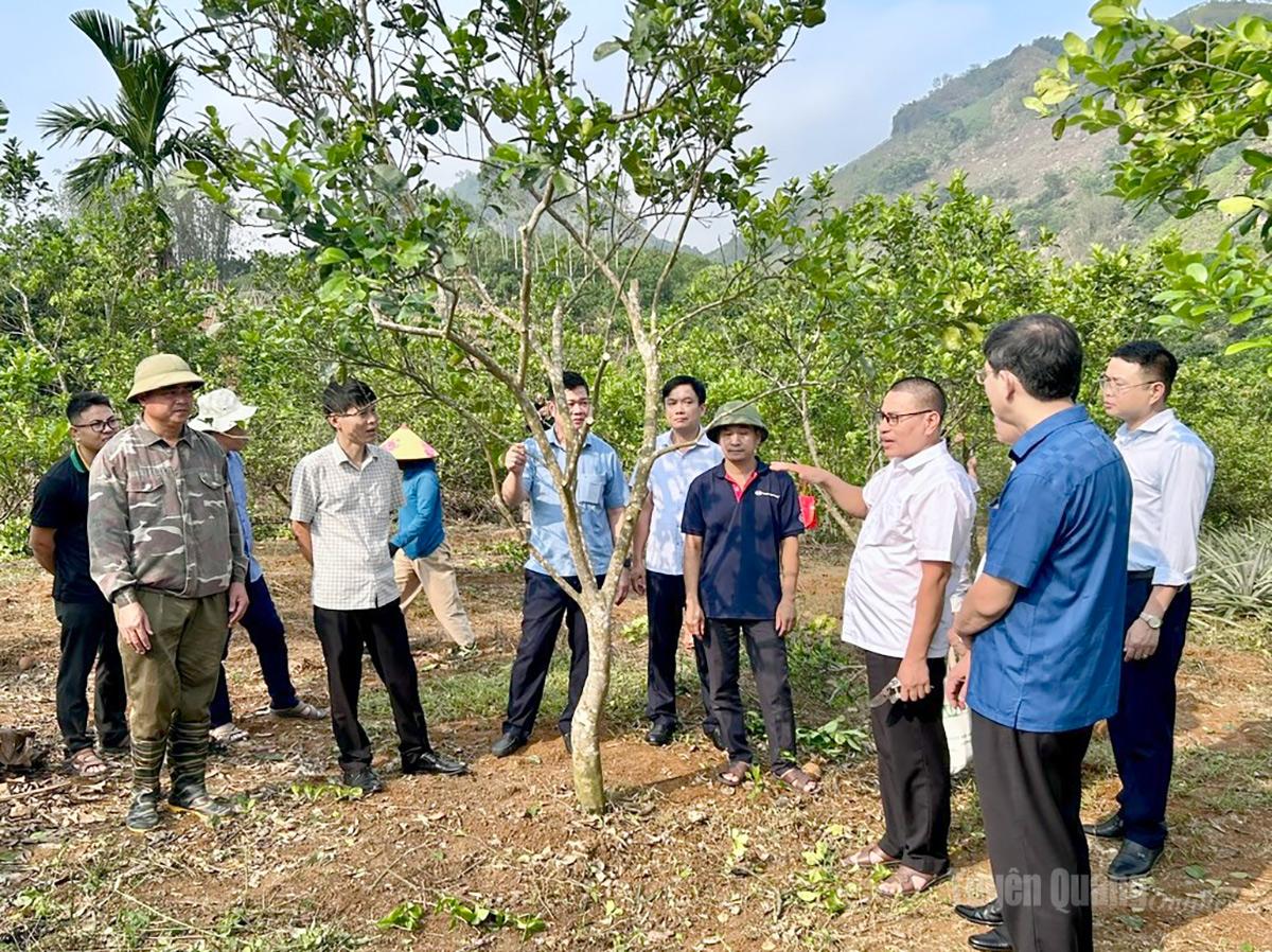 Tuyên Quang: Thí điểm ghép giống cam rốn lồi