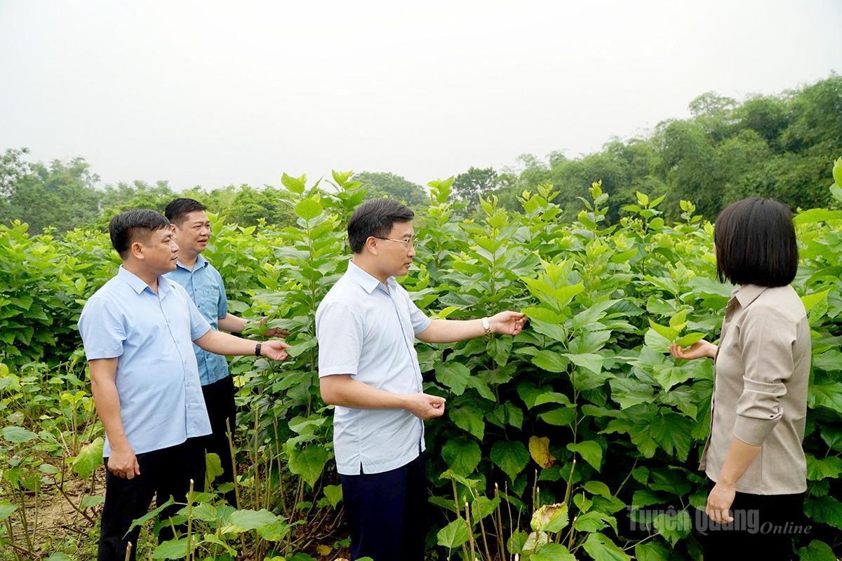 Tuyên Quang: Liên kết trồng dâu tằm