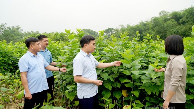 Tuyên Quang: Liên kết trồng dâu tằm