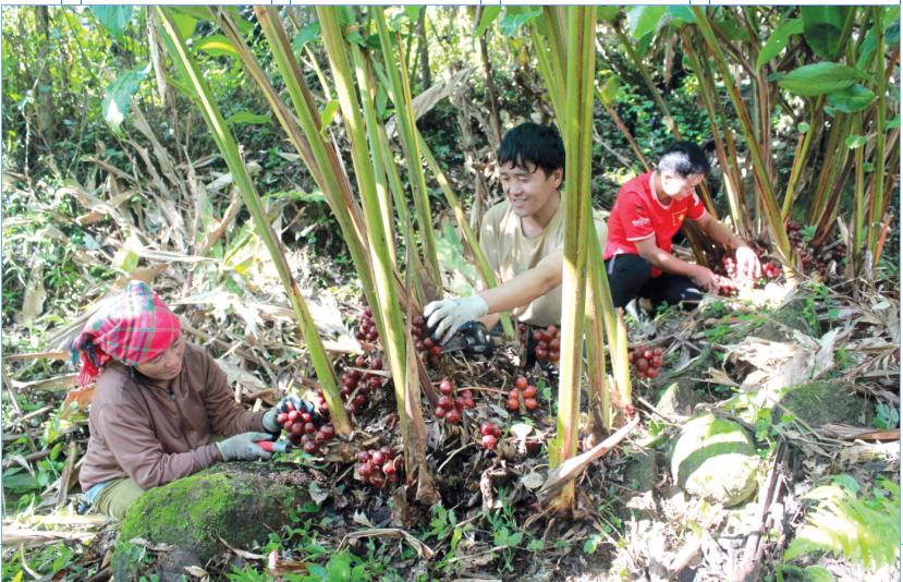 Lai Châu: Phát triển kinh tế dưới tán rừng
