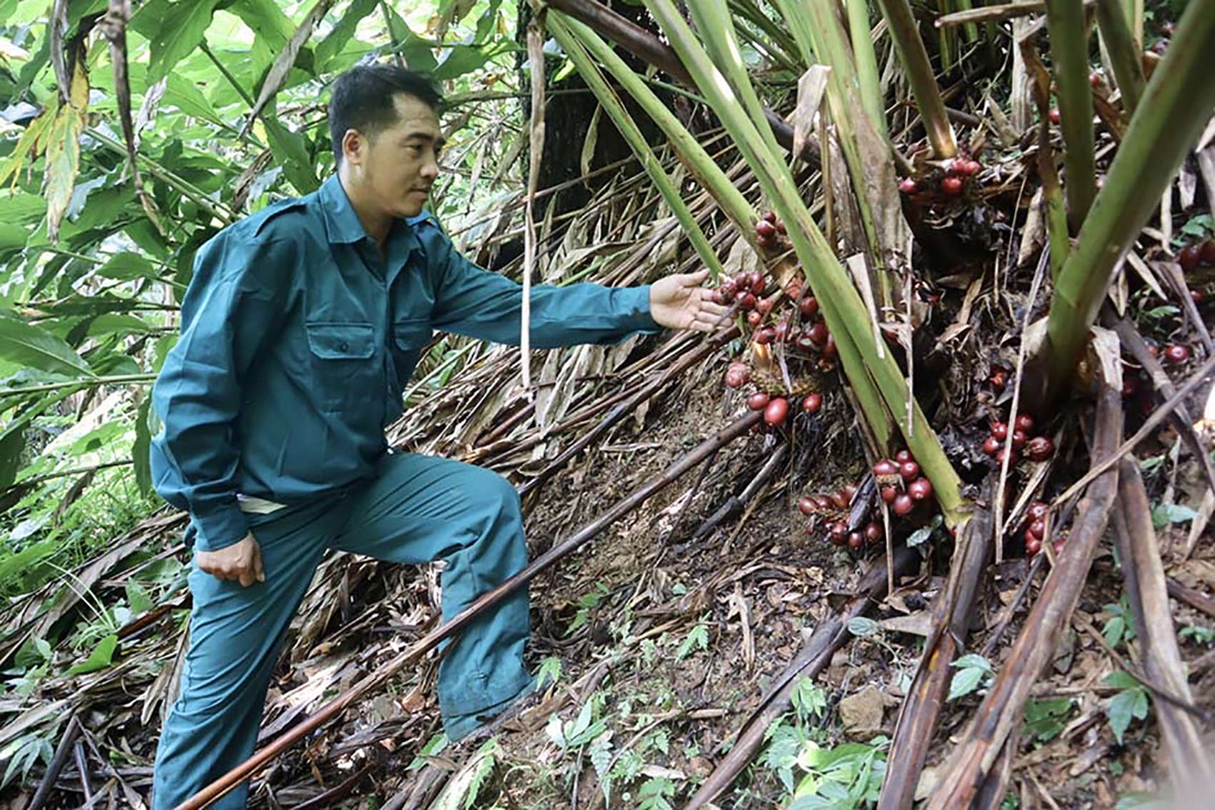 Lai Châu: Phát triển kinh tế dưới tán rừng