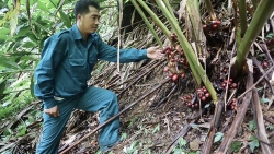 Lai Châu: Phát triển kinh tế dưới tán rừng