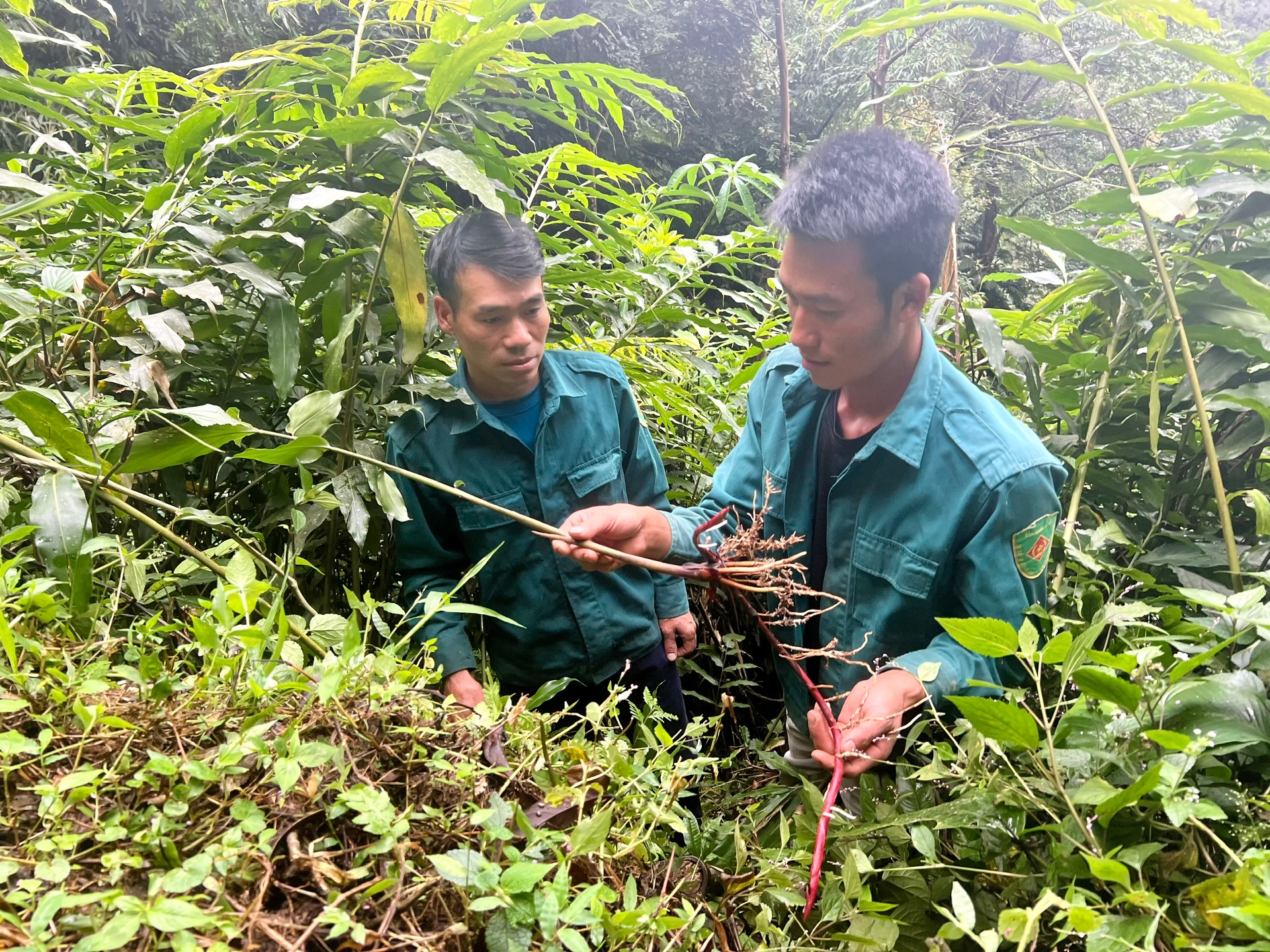 Lai Châu: Phát triển kinh tế dưới tán rừng