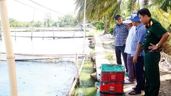 Cần Thơ: Khó khăn tìm đầu ra cho cá chạch quế