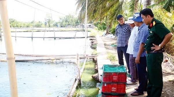 Cần Thơ: Khó khăn tìm đầu ra cho cá chạch quế