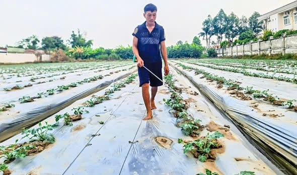 Cần Thơ: Nắng nóng kéo dài, nguy cơ thiếu nước cho sản xuất nông nghiệp