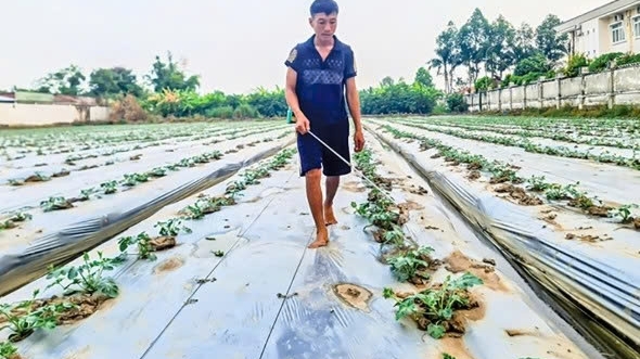 Cần Thơ: Nắng nóng kéo dài, nguy cơ thiếu nước cho sản xuất nông nghiệp