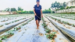 Cần Thơ: Nắng nóng kéo dài, nguy cơ thiếu nước cho sản xuất nông nghiệp