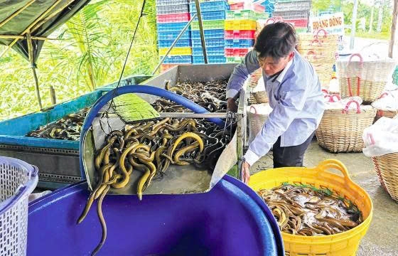 Cần Thơ: Đừng chờ "giải cứu"