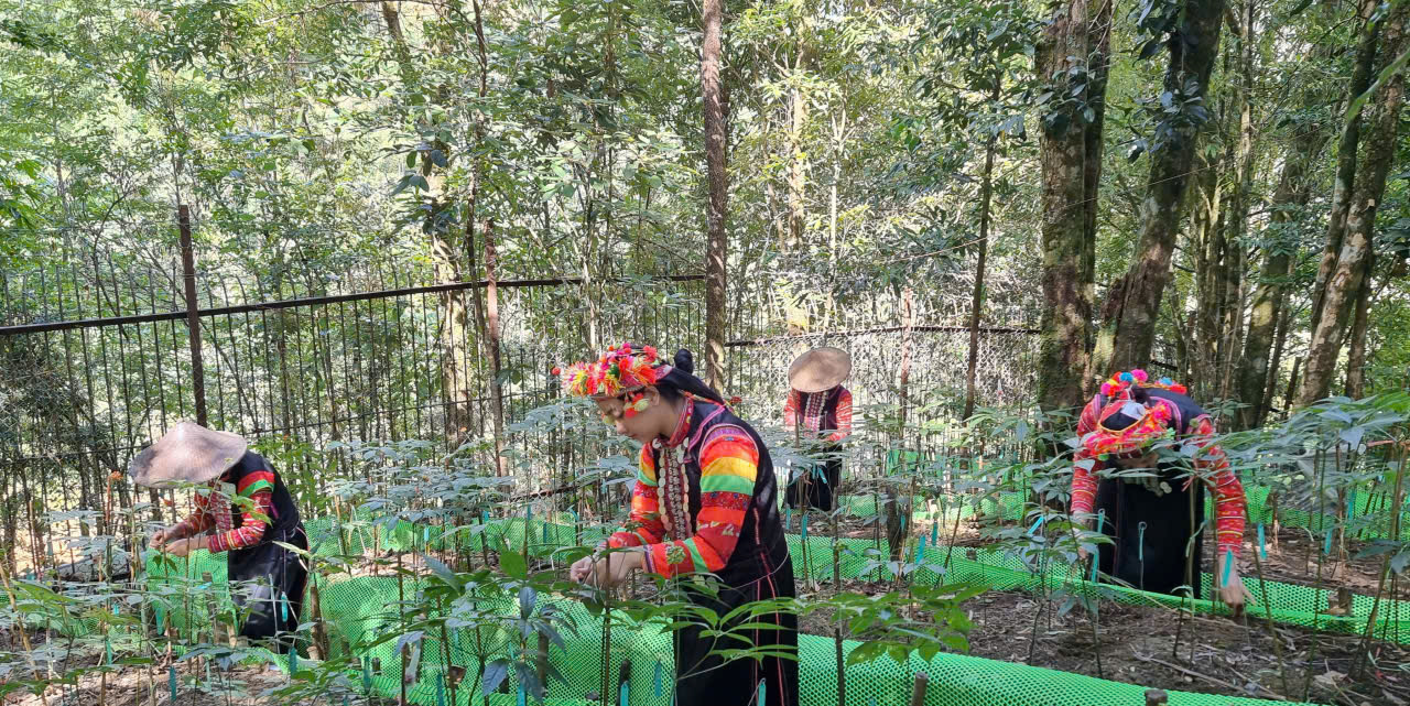 Lai Châu triển khai hiệu quả công tác quản lý, bảo vệ rừng, phòng cháy, chữa cháy rừng