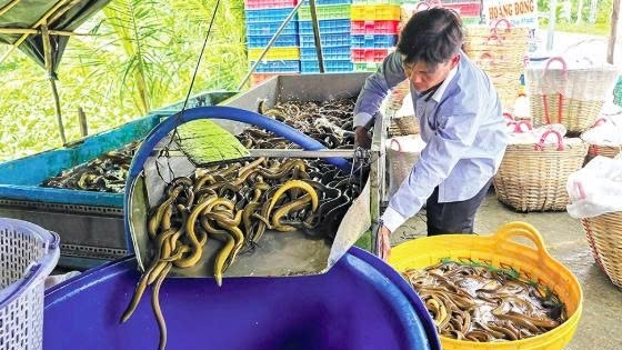 Cần Thơ: Đừng chờ "giải cứu"