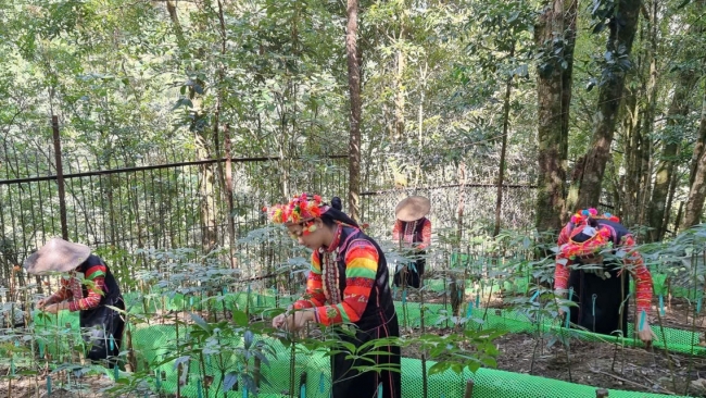 Lai Châu triển khai hiệu quả công tác quản lý, bảo vệ rừng, phòng cháy, chữa cháy rừng