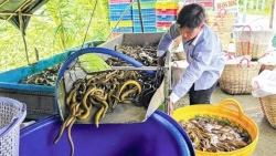 Cần Thơ: Đừng chờ "giải cứu"