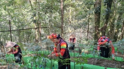 Lai Châu triển khai hiệu quả công tác quản lý, bảo vệ rừng, phòng cháy, chữa cháy rừng